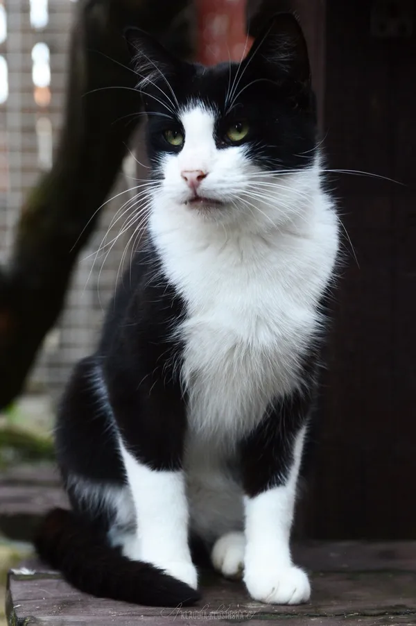 Oddam kota, Elbląg, Kępa Północna, 24 stycznia 2026 (4/4)