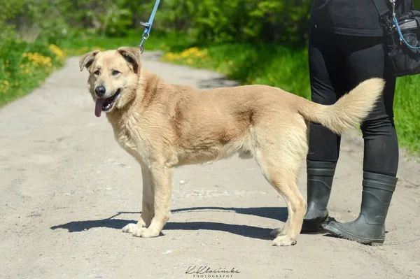 Oddam psa, Borucice, 24 stycznia 2026 (2/5)