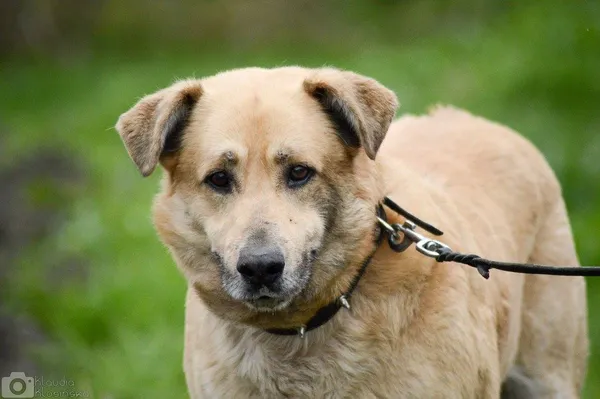 Oddam psa, Borucice, 24 stycznia 2026 (4/5)