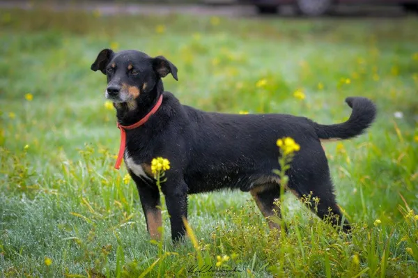 Oddam psa, Elbląg, Wyspa Spichrzów, 24 stycznia 2026 (2/6)