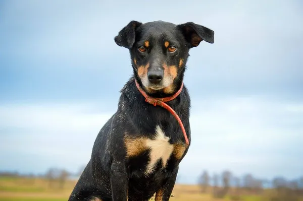 Oddam psa, Elbląg, Wyspa Spichrzów, 24 stycznia 2026 (4/6)