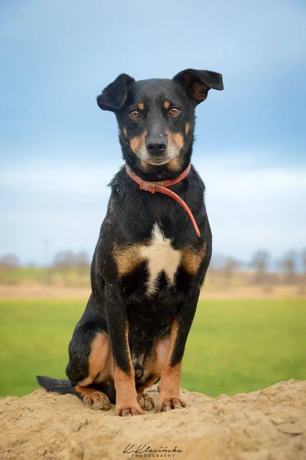 Oddam psa, Elbląg, Wyspa Spichrzów, 24 stycznia 2026 (6/6)