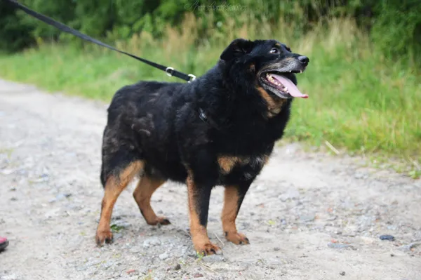 Oddam psa, Elbląg, Za Politechniką, 24 stycznia 2026 (4/5)