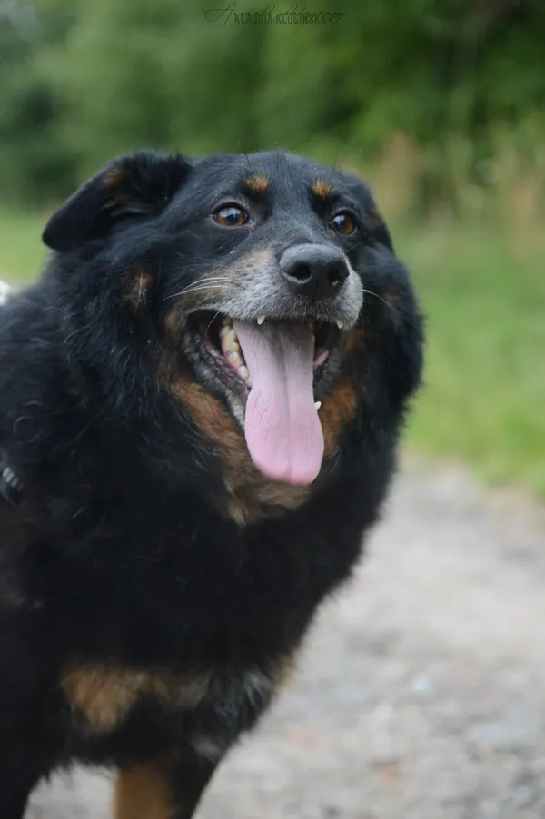 Oddam psa, Elbląg, Za Politechniką, 24 stycznia 2026 (5/5)