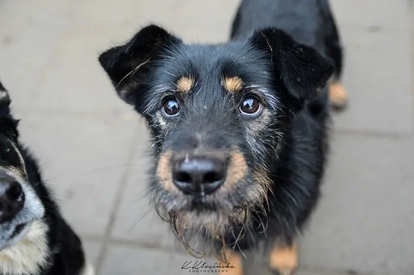 Oddam psa, Elbląg, Nowe Miasto, 24 stycznia 2026 (1/5)