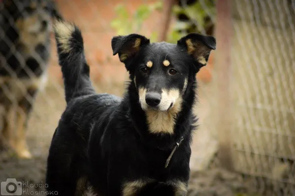 Oddam psa, Kępa Rybacka, 24 stycznia 2026 (2/5)