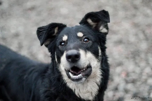 Oddam psa, Kępa Rybacka, 24 stycznia 2026 (3/5)