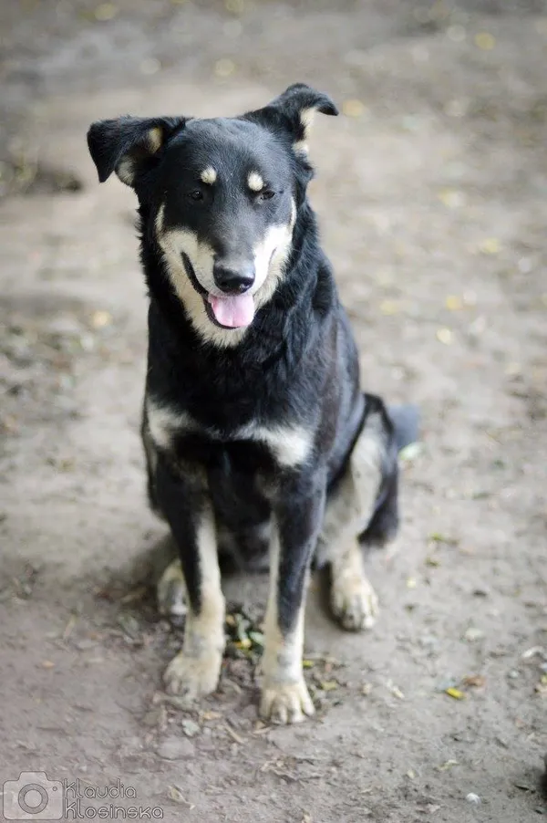 Oddam psa, Kępa Rybacka, 24 stycznia 2026 (4/5)