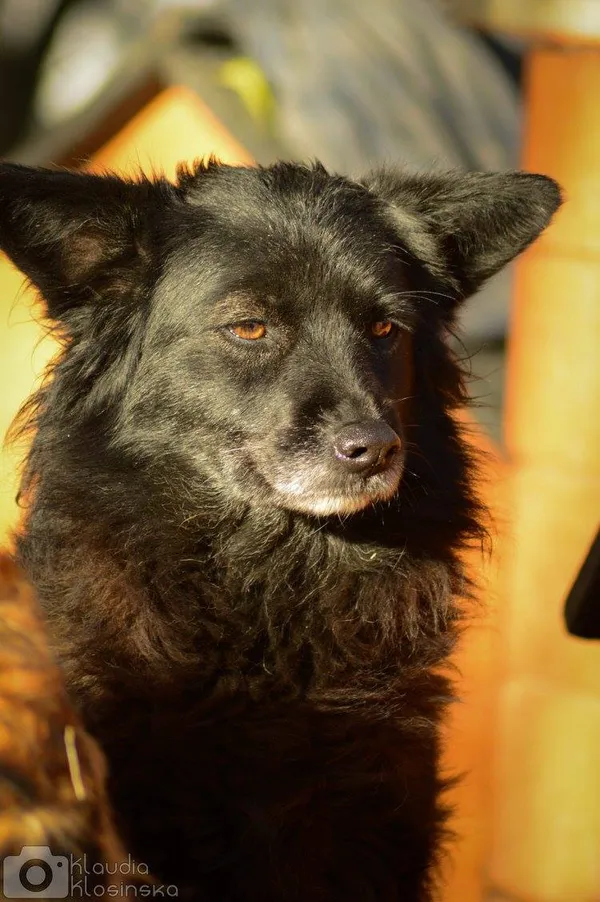 Oddam psa, Elbląg, Łasztownia, 24 stycznia 2026 (1/3)