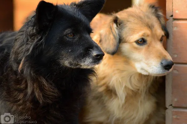 Oddam psa, Elbląg, Łasztownia, 24 stycznia 2026 (2/3)