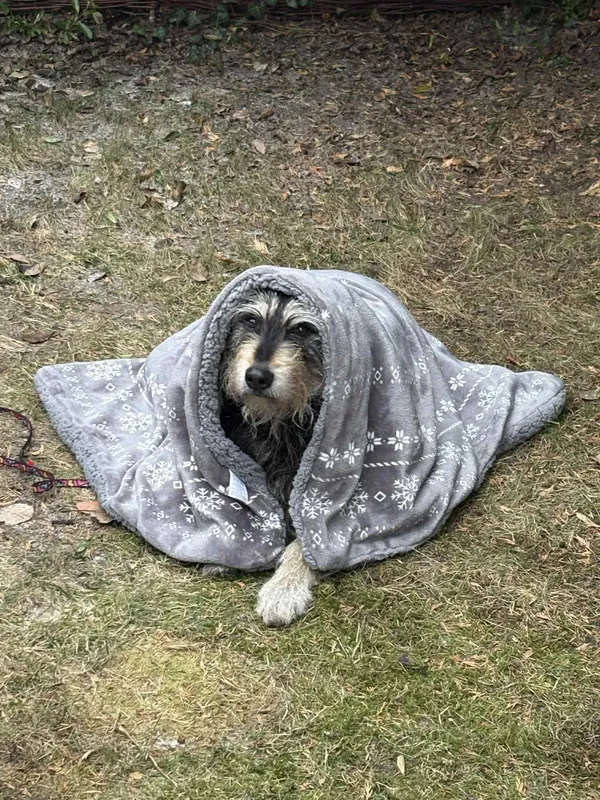 Znaleziono psa, Wrocław, Grabiszyn, 24 stycznia 2026 (1/3)