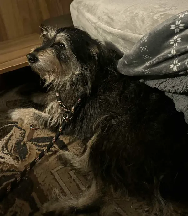 Znaleziono psa, Wrocław, Grabiszyn, 24 stycznia 2026 (3/3)