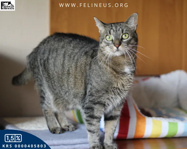 Kot do adopcji, Rzeszów, 24 stycznia 2026 (4/4)