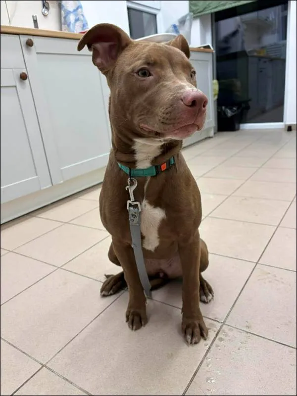 Znaleziono psa, Grudziądz, 24 stycznia 2026