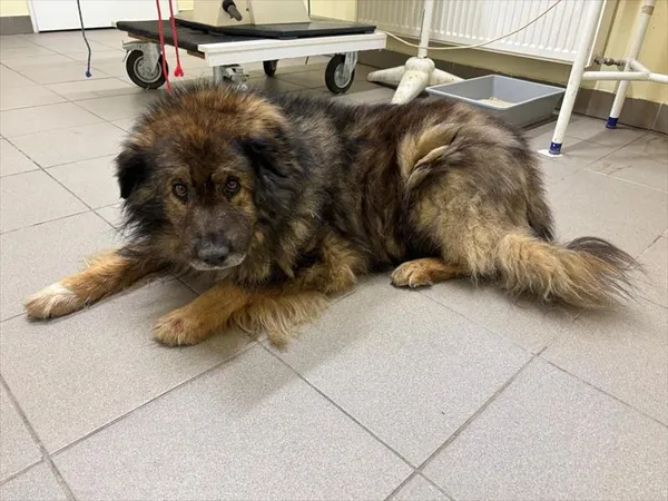 Pies do adopcji, Choszczno, 23 stycznia 2026