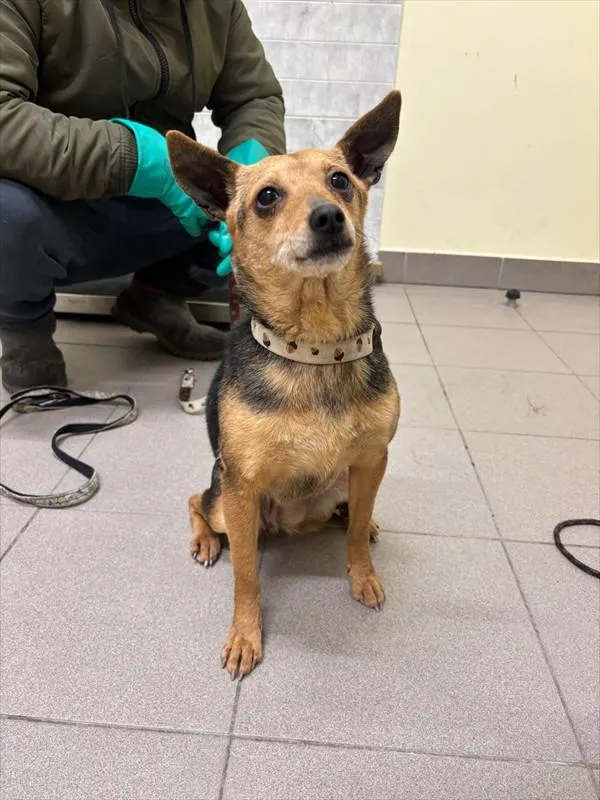 Znaleziono psa, Choszczno, 23 stycznia 2026