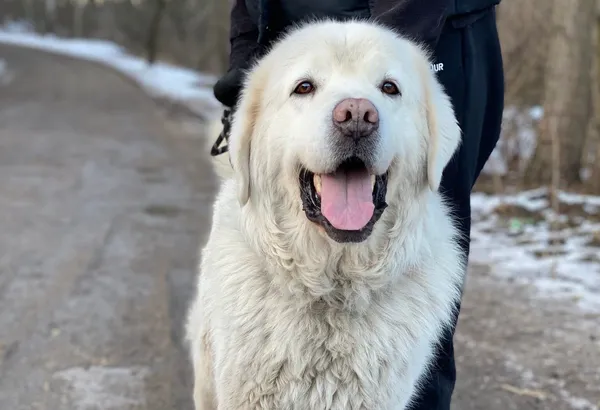 Pies do adopcji, Głowno, 24 stycznia 2026 (1/4)