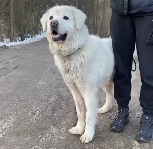 Pies do adopcji, Głowno, 24 stycznia 2026 (2/4)