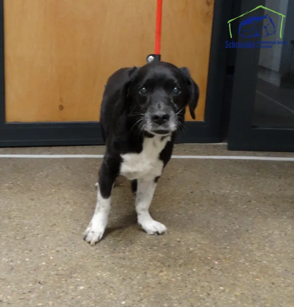 Znaleziono psa, Szczecin, 24 stycznia 2026