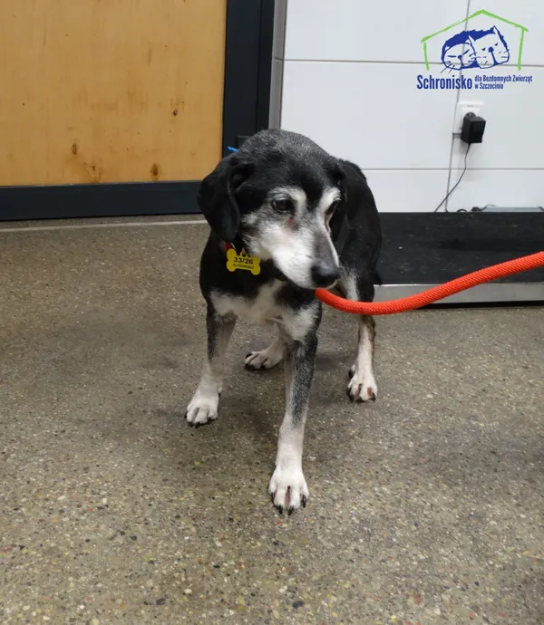Znaleziono psa, Szczecin, 23 stycznia 2026 (1/2)