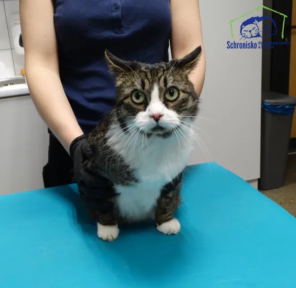 Znaleziono kota, Szczecin, 23 stycznia 2026
