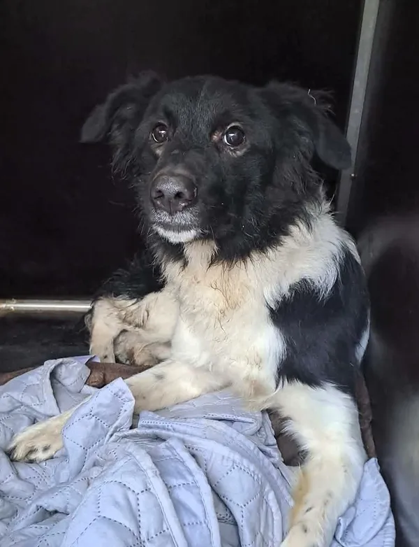 Pies do adopcji, Olsztyn, 23 grudnia 2025