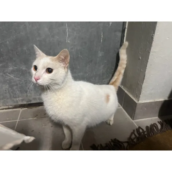 Znaleziono kota, Białystok, 24 stycznia 2026