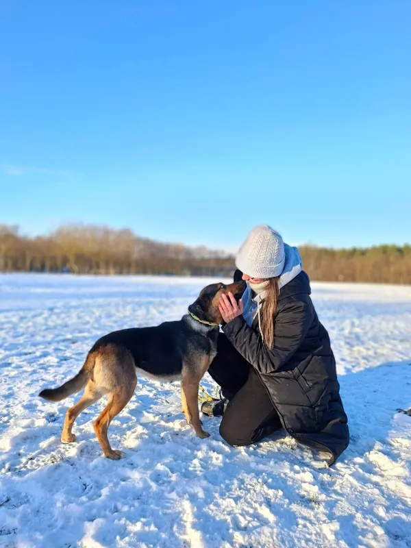 Pies do adopcji, Radom, 24 stycznia 2026 (4/5)