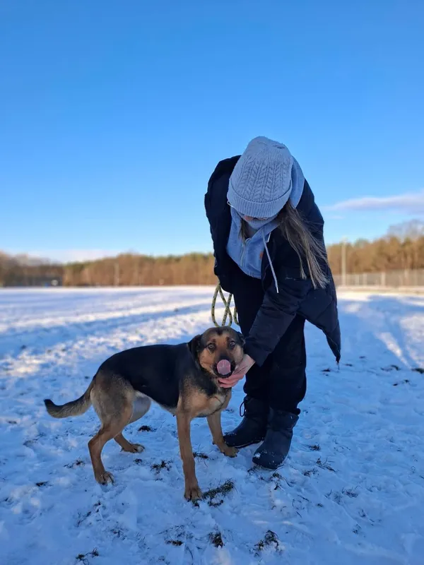 Pies do adopcji, Radom, 24 stycznia 2026 (5/5)