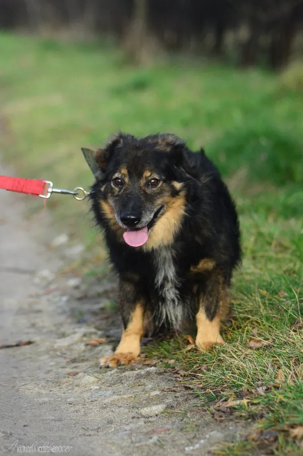 Oddam psa, Jagodno, 25 stycznia 2026 (4/4)