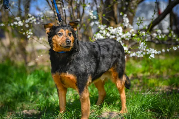 Oddam psa, Elbląg, Modrzewina, 25 stycznia 2026