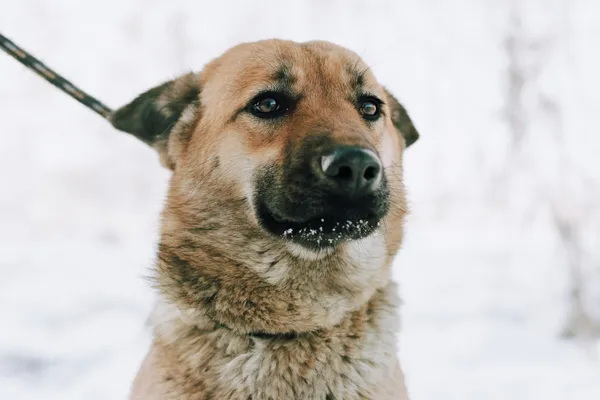 Oddam psa, Gdańsk, Niedźwiednik, 25 stycznia 2026 (1/4)