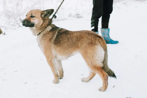 Oddam psa, Gdańsk, Niedźwiednik, 25 stycznia 2026 (2/4)