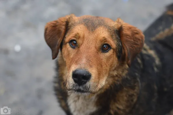 Oddam psa, Karolewo, 25 stycznia 2026 (4/5)