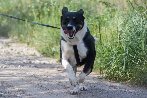 Oddam psa, Janowo, 25 stycznia 2026 (2/6)