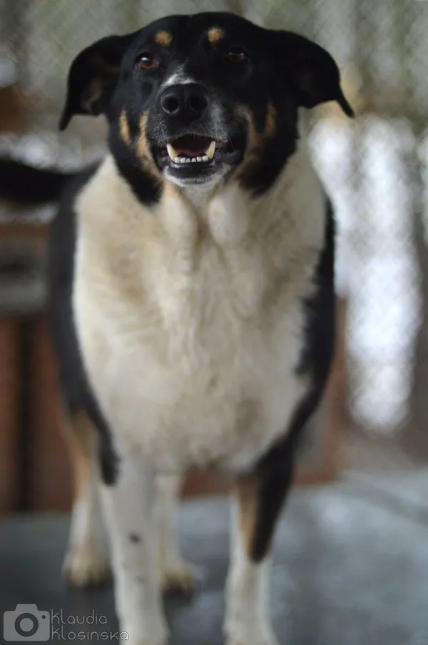 Oddam psa, Janowo, 25 stycznia 2026 (5/6)