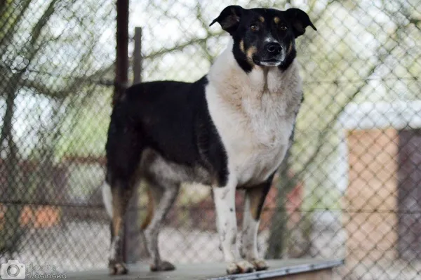 Oddam psa, Janowo, 25 stycznia 2026 (6/6)