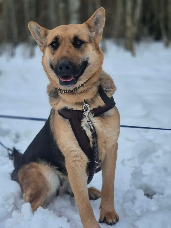 Oddam psa, Warszawa, Wrzeciono, 25 stycznia 2026 (3/5)