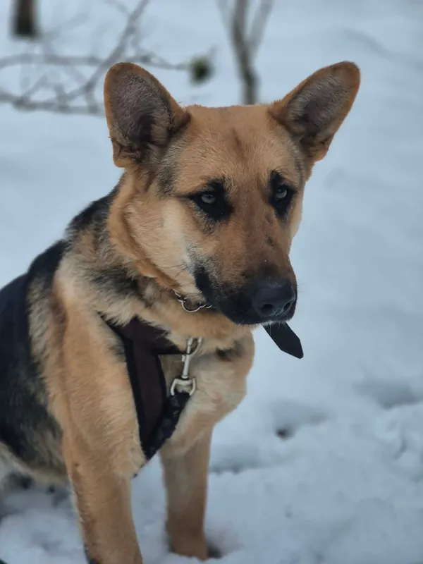 Oddam psa, Warszawa, Wrzeciono, 25 stycznia 2026 (4/5)