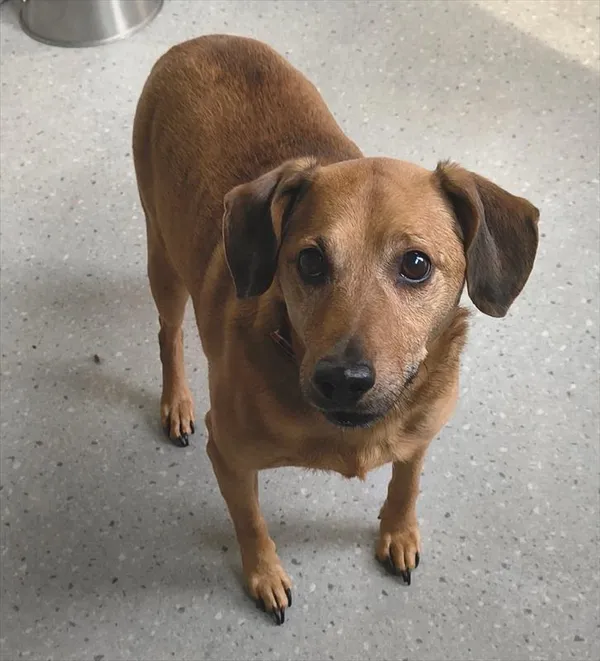 Pies do adopcji, Racibórz, 13 stycznia 2026