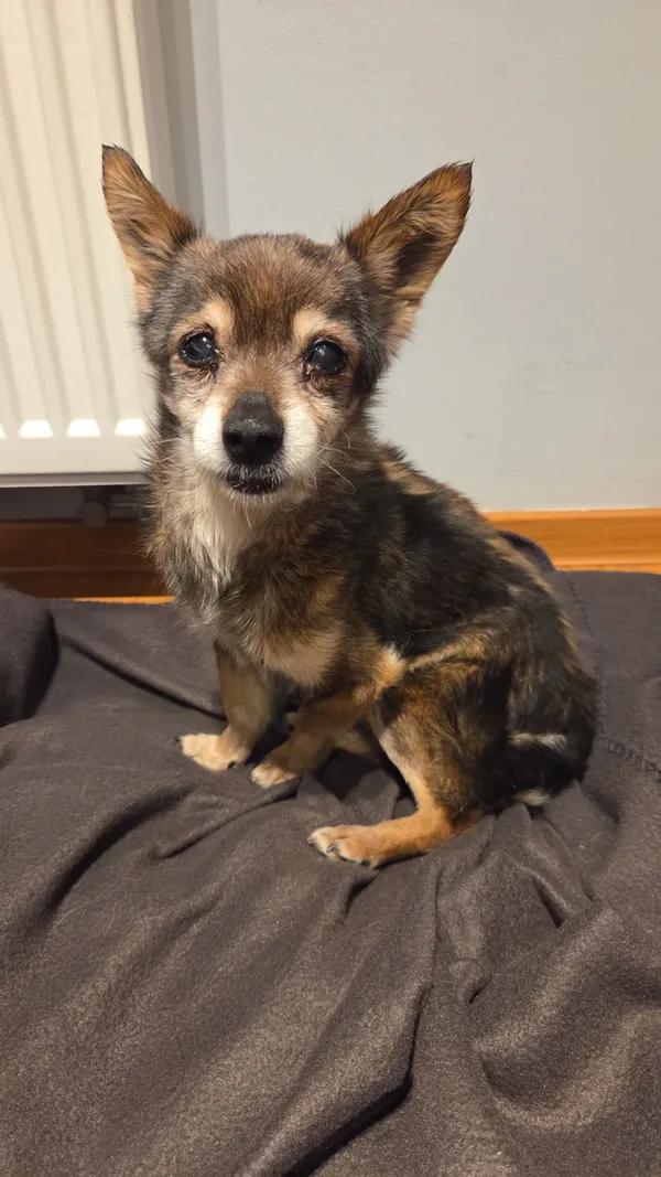 Znaleziono psa, Miechów, 25 stycznia 2026 (1/4)