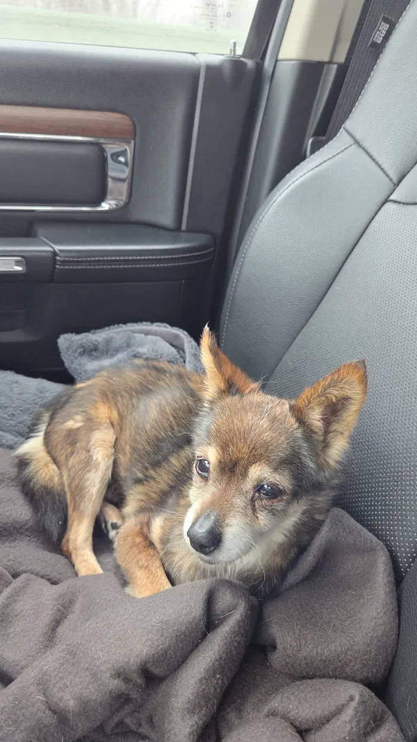 Znaleziono psa, Miechów, 25 stycznia 2026 (2/4)