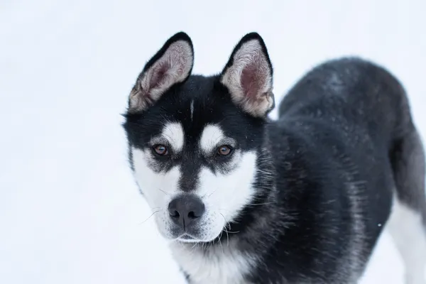 Pies do adopcji, Nowodwór, 21 stycznia 2026 (2/5)