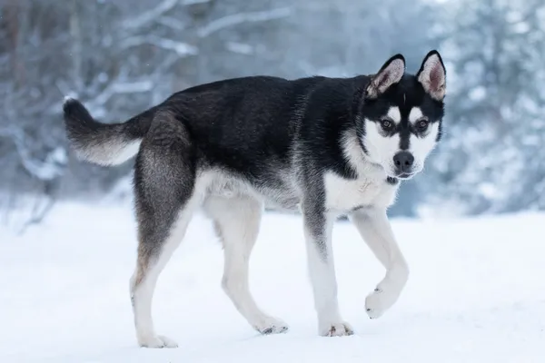 Pies do adopcji, Nowodwór, 21 stycznia 2026 (5/5)
