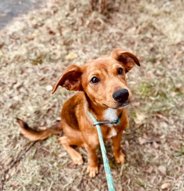 Pies do adopcji, Jelenia Góra, 28 grudnia 2025 (2/3)