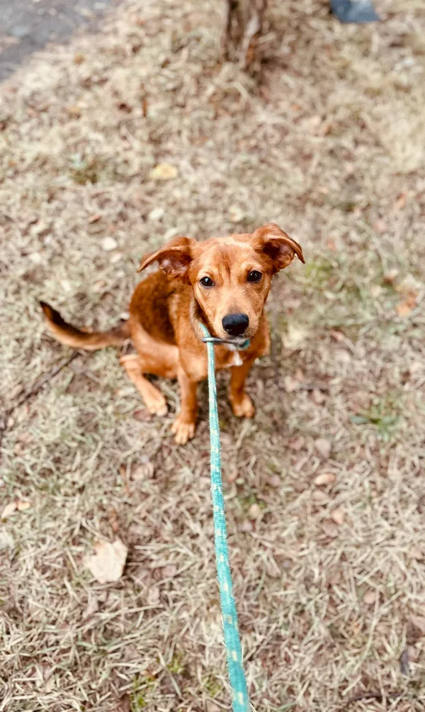 Pies do adopcji, Jelenia Góra, 28 grudnia 2025 (3/3)