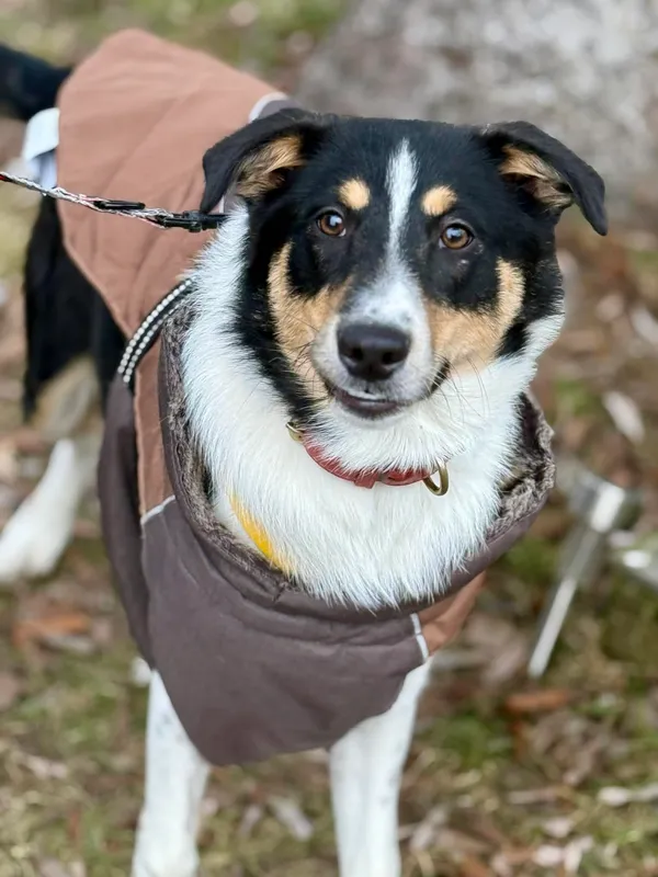 Pies do adopcji, Jelenia Góra, 20 stycznia 2026 (2/3)