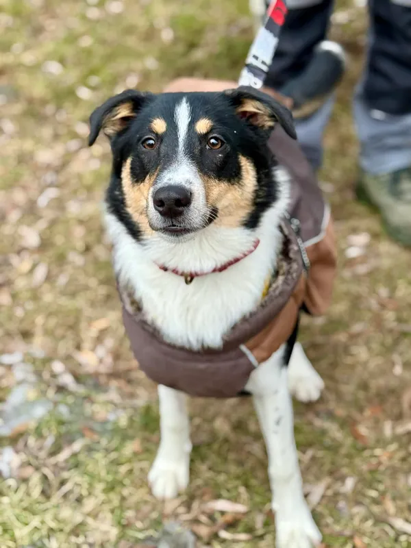 Pies do adopcji, Jelenia Góra, 20 stycznia 2026 (3/3)