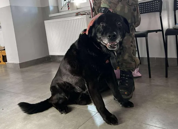 Znaleziono psa, Toruń, 21 stycznia 2026