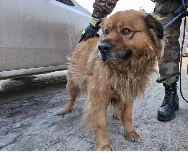 Znaleziono psa, Toruń, 22 stycznia 2026